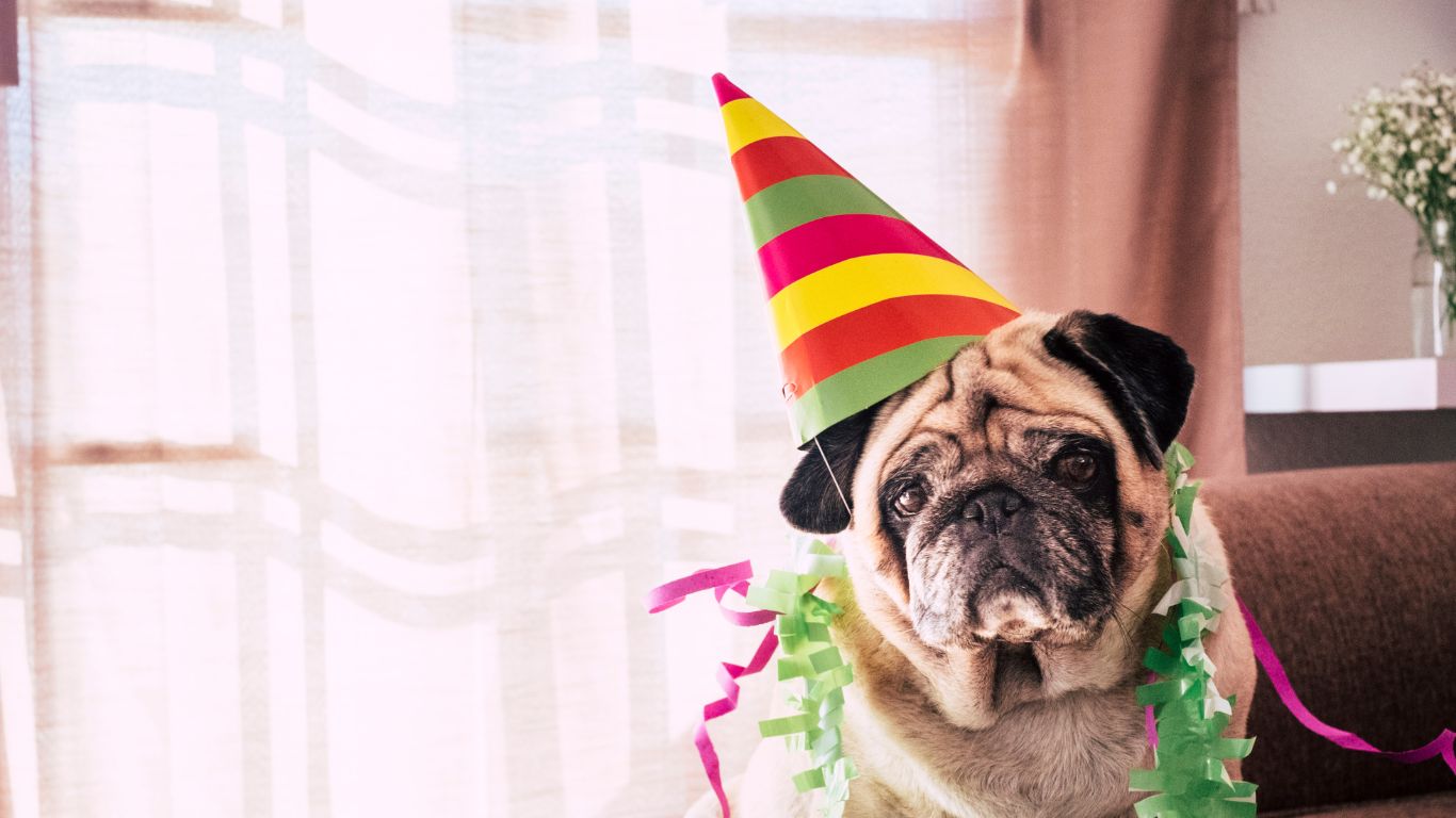 How to Throw a Fun & Stress-Free Dog Party for Your Pooch!